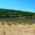 Champ de lavande sur le plateau de Valensole par nic( o ) - Valensole 04210 Alpes-de-Haute-Provence Provence France