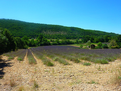 Champ de lavande sur le plateau de Valensole par nic( o )