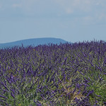 Valensole : lavande et Mont-Ventoux en fond by Bruno TASSAN - Valensole 04210 Alpes-de-Haute-Provence Provence France