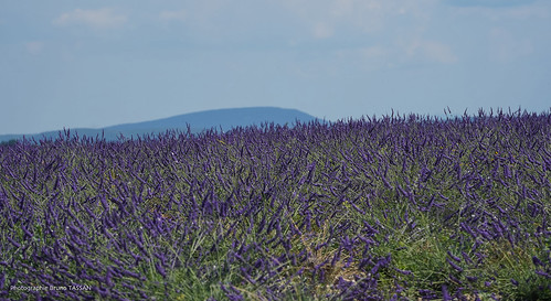 Valensole : lavande et Mont-Ventoux en fond par Bruno TASSAN