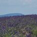 Valensole : lavande et Mont-Ventoux en fond par Bruno TASSAN - Valensole 04210 Alpes-de-Haute-Provence Provence France