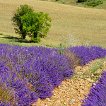 Valensole - la magie des lavandes by Bruno JOURET - Valensole 04210 Alpes-de-Haute-Provence Provence France