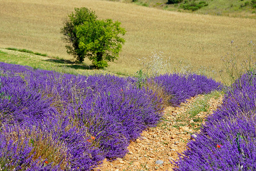 Valensole - la magie des lavandes par Bruno JOURET