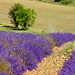 Valensole - la magie des lavandes par Bruno JOURET - Valensole 04210 Alpes-de-Haute-Provence Provence France