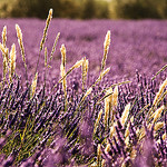 Golden Light by _atram_ - Valensole 04210 Alpes-de-Haute-Provence Provence France