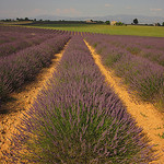 Valensole - le paradis de la lavande par Patrizia1966 - Valensole 04210 Alpes-de-Haute-Provence Provence France