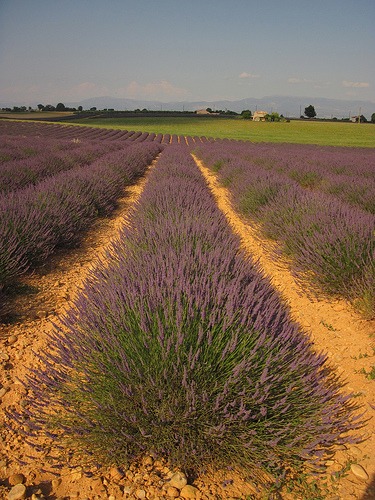 Valensole - le paradis de la lavande par Patrizia1966