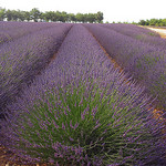 Rangées de violet par Patrizia1966 - Valensole 04210 Alpes-de-Haute-Provence Provence France