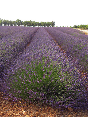 Rangées de violet par Patrizia1966