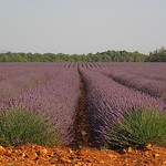 Marée de lavande à Valensole by Patrizia1966 - Valensole 04210 Alpes-de-Haute-Provence Provence France