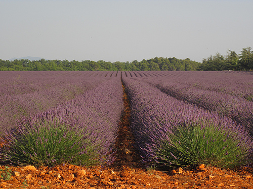 Marée de lavande à Valensole by Patrizia1966