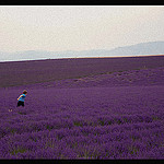 Valensole, paysage violet by Riccardo Giani Travel Photography - Valensole 04210 Alpes-de-Haute-Provence Provence France