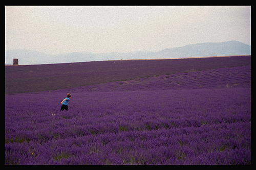 Valensole, paysage violet par Riccardo Giani Travel Photography