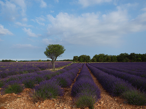 Champ de lavandes et son amandier par Locations Moustiers