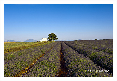 Le plateau de valensole le royaume de la lavande. by PUIGSERVER JEAN PIERRE