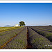 Le plateau de valensole le royaume de la lavande. par PUIGSERVER JEAN PIERRE - Valensole 04210 Alpes-de-Haute-Provence Provence France