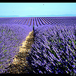 Champs de Lavande sans fin par domleg - Valensole 04210 Alpes-de-Haute-Provence Provence France