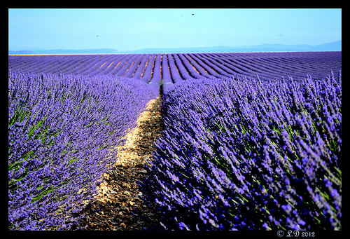 Champs de Lavande sans fin by domleg