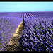 Champs de Lavande sans fin par domleg - Valensole 04210 Alpes-de-Haute-Provence Provence France