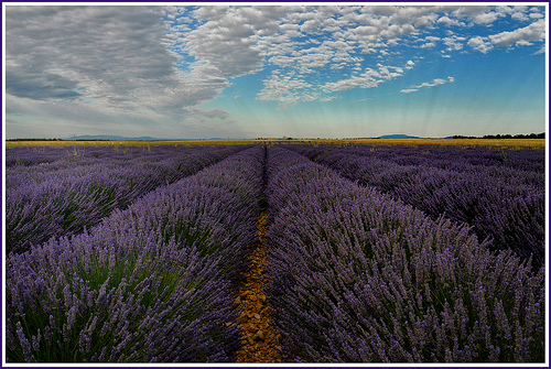 Champs de Lavandin sur le plateau de Valensole by Charlottess