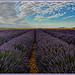 Champs de Lavandin sur le plateau de Valensole by Charlottess - Valensole 04210 Alpes-de-Haute-Provence Provence France