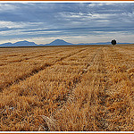 Après la moisson  par Charlottess - Valensole 04210 Alpes-de-Haute-Provence Provence France