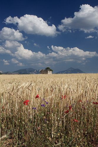 Champs de blé sur le Plateau de Valensole by Christopher Swan