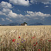 Champs de blé sur le Plateau de Valensole by Christopher Swan - Valensole 04210 Alpes-de-Haute-Provence Provence France