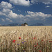 Champs de blé sur le Plateau de Valensole par Christopher Swan - Valensole 04210 Alpes-de-Haute-Provence Provence France