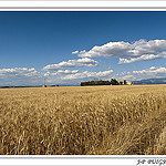 Plateau de Valensole et ses champs de blé par PUIGSERVER JEAN PIERRE - Valensole 04210 Alpes-de-Haute-Provence Provence France