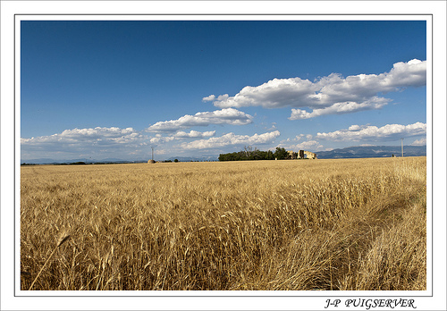 Plateau de Valensole et ses champs de blé by PUIGSERVER JEAN PIERRE