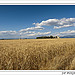 Plateau de Valensole et ses champs de blé by PUIGSERVER JEAN PIERRE - Valensole 04210 Alpes-de-Haute-Provence Provence France