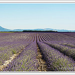 Les champs de lavande du plateau de Valensole par PUIGSERVER JEAN PIERRE - Valensole 04210 Alpes-de-Haute-Provence Provence France