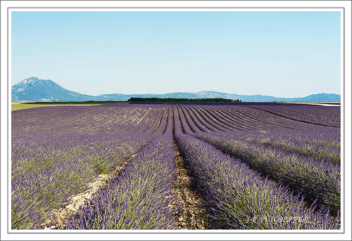 Les champs de lavande du plateau de Valensole par PUIGSERVER JEAN PIERRE