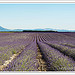 Les champs de lavande du plateau de Valensole by PUIGSERVER JEAN PIERRE - Valensole 04210 Alpes-de-Haute-Provence Provence France