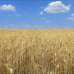 fields of gold... par leuntje - Valensole 04210 Alpes-de-Haute-Provence Provence France