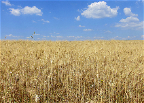 fields of gold... by leuntje