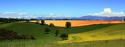 Les couleurs de Valensole par J.P brindejonc