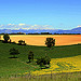 Les couleurs de Valensole by J.P brindejonc - Valensole 04210 Alpes-de-Haute-Provence Provence France