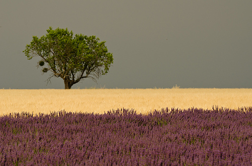 Carte postale de Provence : Vert jaune violet by Pizeta76