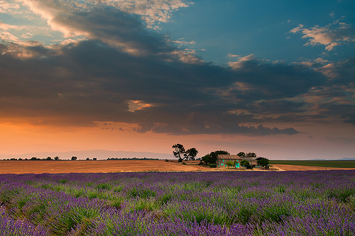 Valensole et ses couleurs de Provence by Tony N.