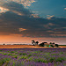 Valensole et ses couleurs de Provence par Tony N. - Valensole 04210 Alpes-de-Haute-Provence Provence France