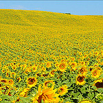 Look at me ! Sunflower  par miriam259 - Valensole 04210 Alpes-de-Haute-Provence Provence France