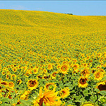 Look at me ! Sunflower  by miriam259 - Valensole 04210 Alpes-de-Haute-Provence Provence France