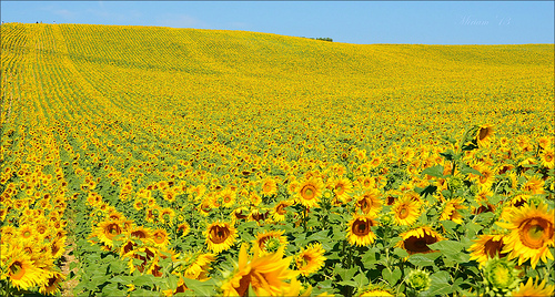 Look at me ! Sunflower  by miriam259