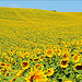 Look at me ! Sunflower  by miriam259 - Valensole 04210 Alpes-de-Haute-Provence Provence France