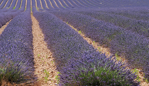 Les lavandes à perte de vue en Haute-Provence par Michel Seguret