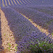 Les lavandes à perte de vue en Haute-Provence par Michel Seguret - Valensole 04210 Alpes-de-Haute-Provence Provence France