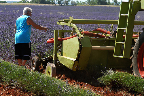 La moisson de la lavande a commencé ! by Michel Seguret