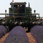 Récolteuse de lavande - Moisson de la lavande par Michel Seguret - Valensole 04210 Alpes-de-Haute-Provence Provence France